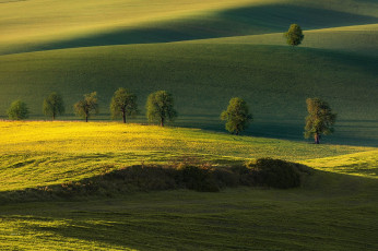 Картинка природа деревья поле