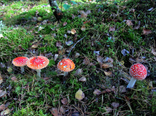 обоя природа, грибы,  мухомор, грибная, семейка