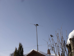 Картинка животные коты