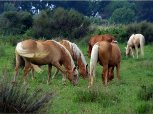 Картинка животные лошади