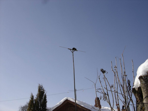 Обои картинки фото животные, коты