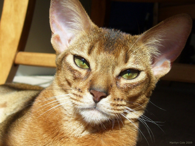 Обои картинки фото животные, коты