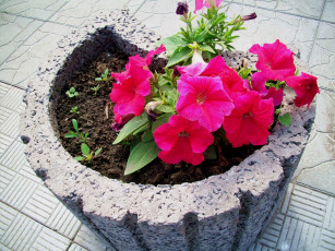 Картинка цветы петунии калибрахоа