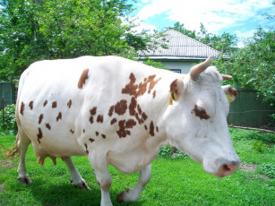 Картинка животные коровы буйволы