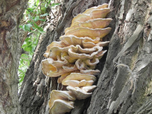 Картинка природа грибы