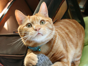 Картинка животные коты рыжий