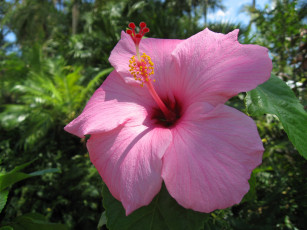 Картинка цветы гибискусы розовый