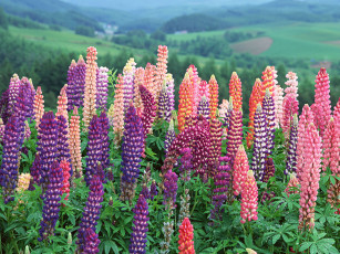 Картинка цветы люпин хоккайдо Япония