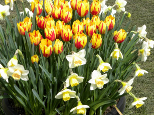 Картинка цветы разные вместе тюльпаны нарциссы