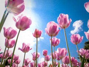 обоя цветы, тюльпаны, розовые, бутоны