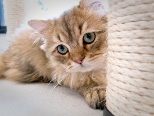 Картинка животные коты когтеточка