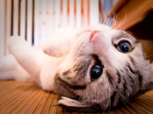 Картинка животные коты котэ