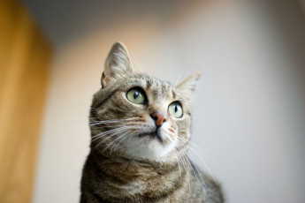 Картинка животные коты cat