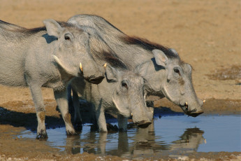 Картинка животные свиньи кабаны водопой