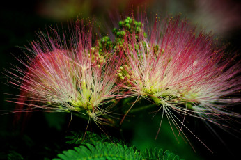 Картинка цветы акация листья