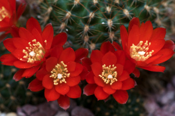 Картинка цветы кактусы колючки красный