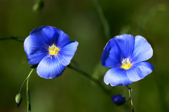 Картинка цветы луговые полевые лён