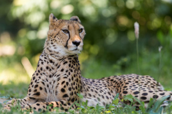 Картинка животные гепарды гепард лежит смотрит
