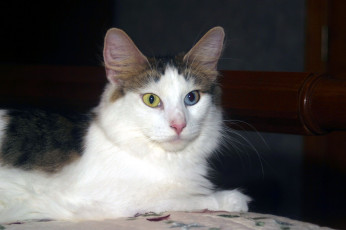 Картинка животные коты глаза