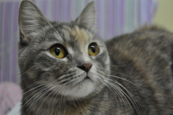 Картинка животные коты cat