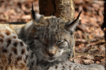 Картинка животные рыси морда рысь спит