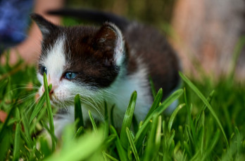 Картинка животные коты котенок