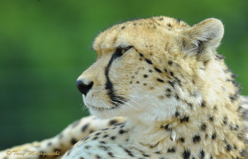 Картинка животные гепарды профиль взгляд пятна морда гепард