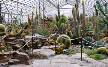 Картинка цветы кактусы теплица