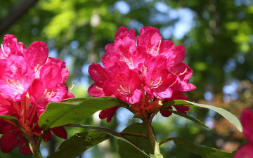 Картинка цветы рододендроны азалии розовый