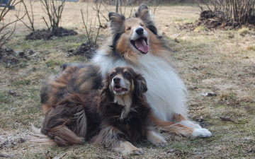 Картинка животные собаки колли