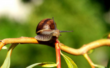 Картинка животные улитки макро