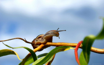 Картинка животные улитки ветка листья улитка