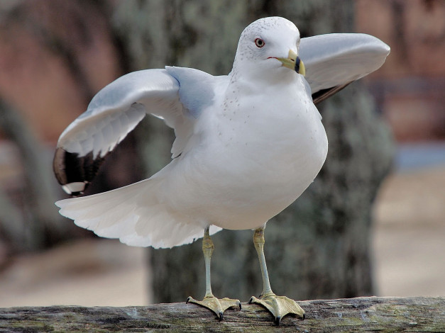Обои картинки фото животные, Чайки, бакланы, крачки, чайка