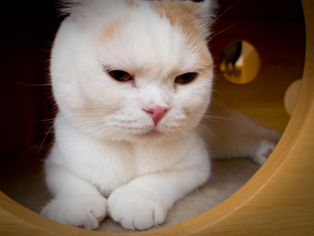 Обои картинки фото животные, коты, котэ