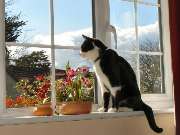 Обои картинки фото животные, коты, окно