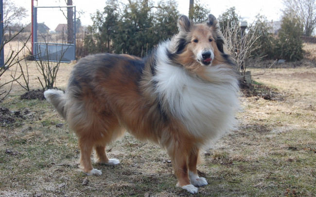 Обои картинки фото животные, собаки, колли