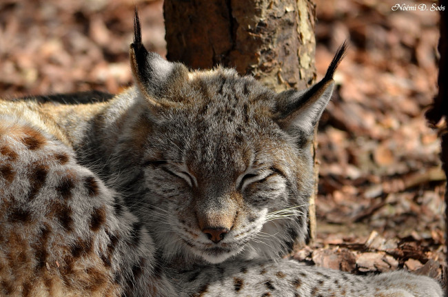 Обои картинки фото животные, рыси, морда, рысь, спит