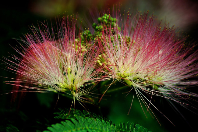 Обои картинки фото цветы, акация, листья