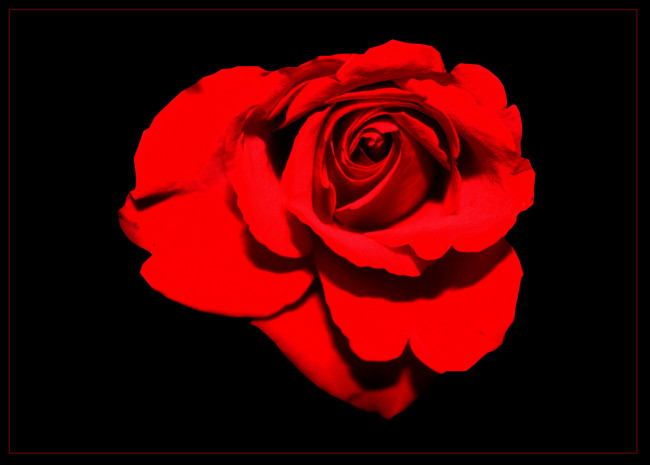 Обои картинки фото цветы, розы, роза