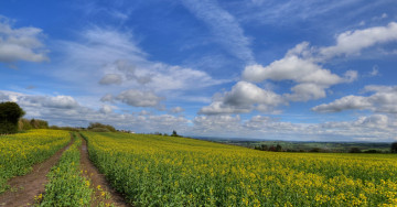 Картинка природа поля облака дорога рапс