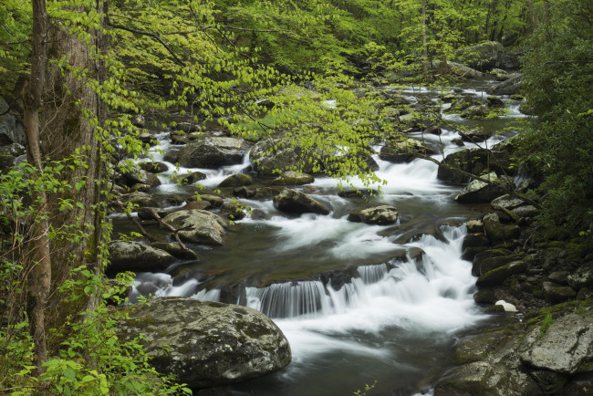 Обои картинки фото природа, реки, озера, америка, соединённые, штаты, лес, вода