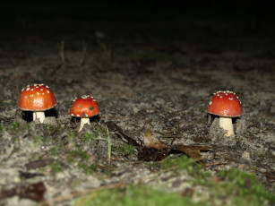 Картинка природа грибы +мухомор лес песок