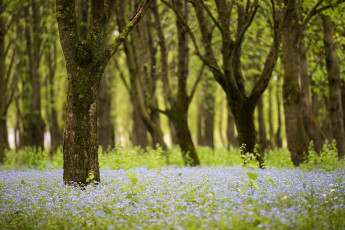 Картинка природа лес деревья весна цветы