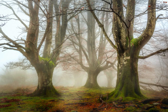 Картинка природа лес осень ноябрь дымка деревья мох ветки листва трава