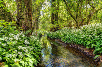 Картинка природа реки озера река лес