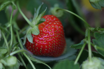 Картинка природа Ягоды земляничка