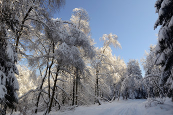 Картинка природа зима деревья снег