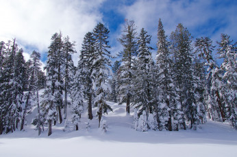 Картинка природа зима ели снег