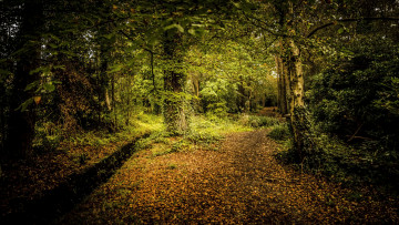 Картинка природа дороги чаща тропинка