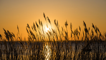 Картинка природа восходы закаты трава заря